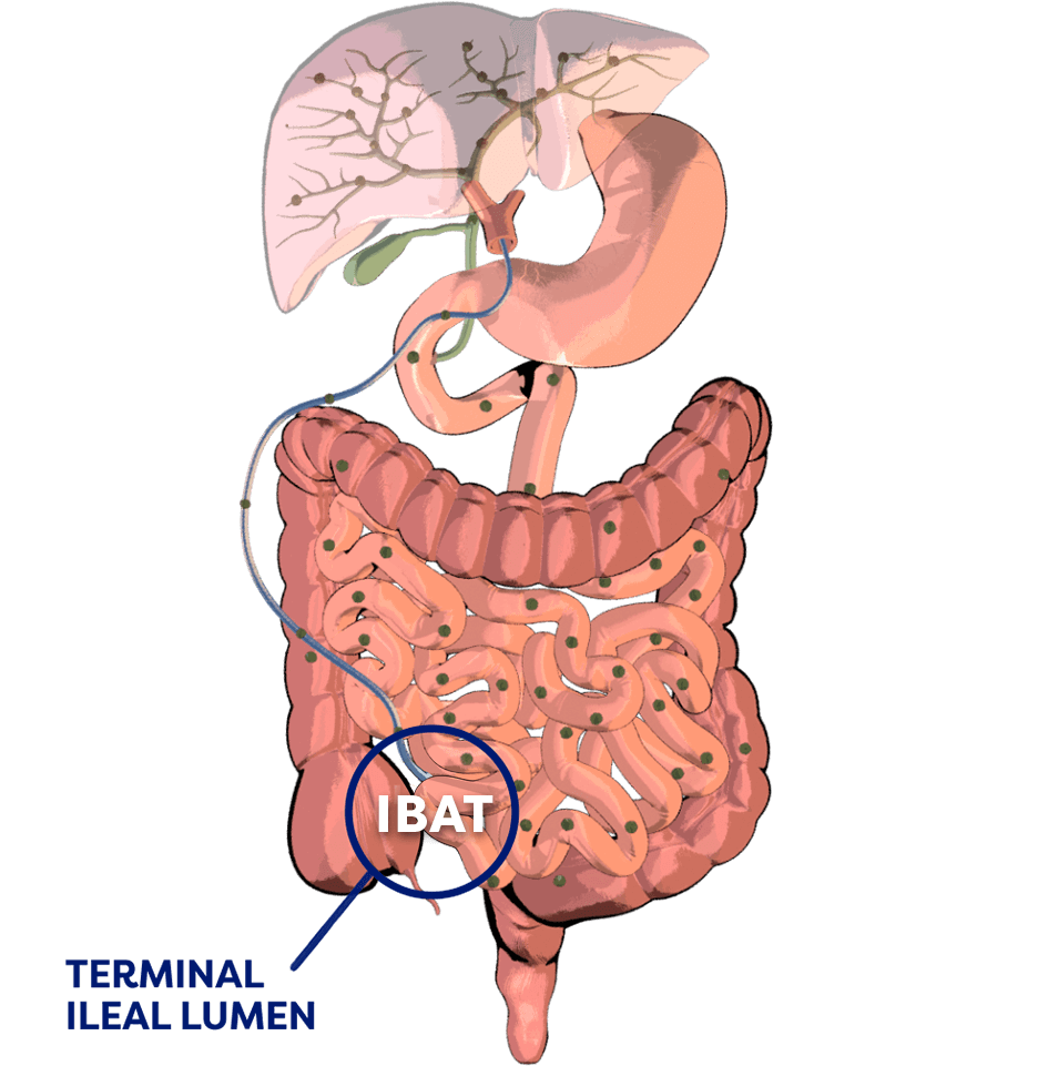 Terminal ileal lumen