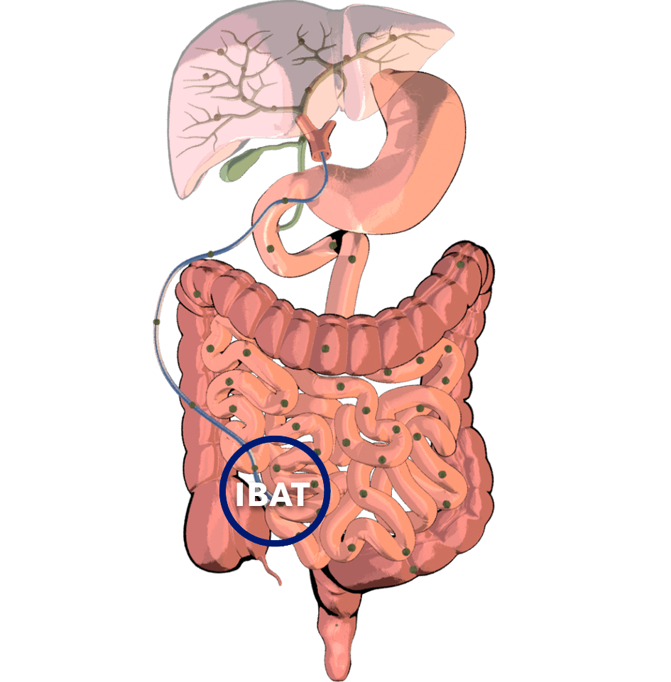 Ileal bile acid transporter (IBAT)