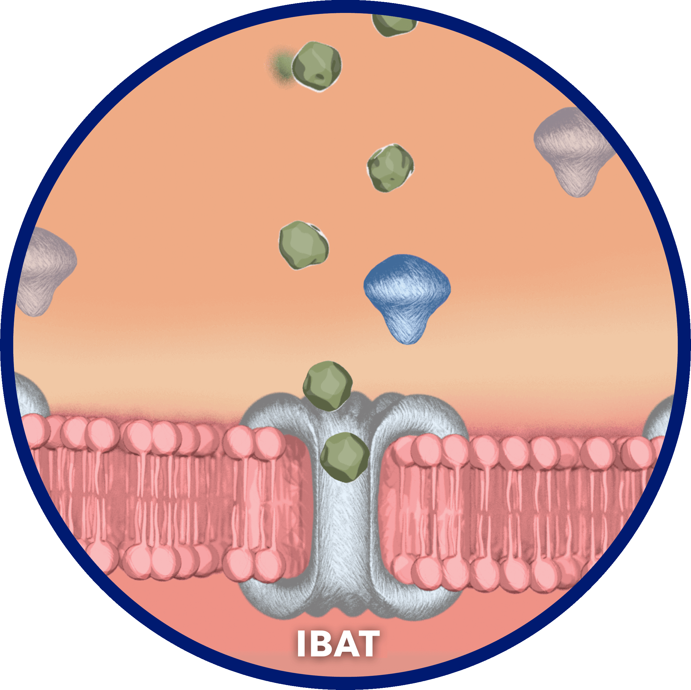 Ileal bile acid transporter (IBAT)